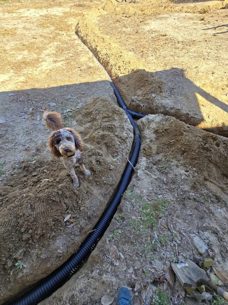 underground drain with a dog